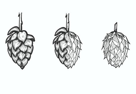 Beer Hop Tattoo, Beer Tattoo, Wheat Tattoo, Hop Tattoo, Beer Drawing, Hops Vine, Beer Tattoos, Beer Hops, Ipa Beer