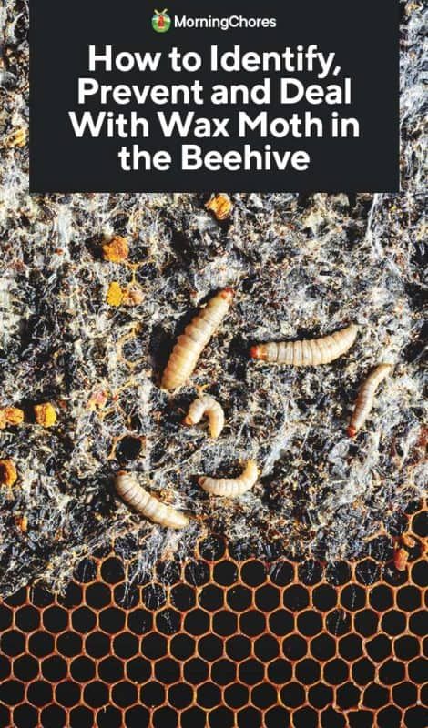 Backyard Bees, Wax Moth, Honey Beehive, Morning Chores, Keeping Bees, Varroa Mite, Backyard Bee, Bee Stuff, Beekeeping For Beginners