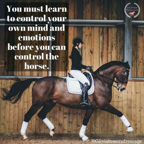 Colorful Horse Painting, Horse Woman, Dressage Videos, Equine Quotes, Horse Quotes Funny, Inspirational Horse Quotes, Horse Riding Quotes, Equestrian Quotes, Riding Quotes