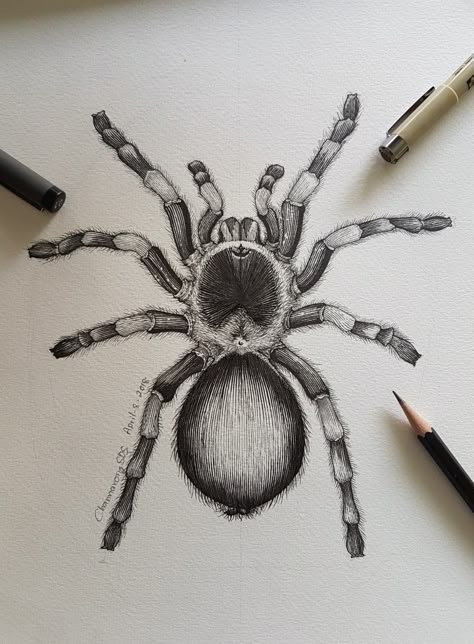 How To Draw A Tarantula, Tarantula Drawing Realistic, Taranchula Tattoo, Trantuala Spider Drawing, Spider Pencil Drawing, Tarantula Drawings, Realistic Spider Drawing, Tarantula Sketch, Drawing Inspo Animals