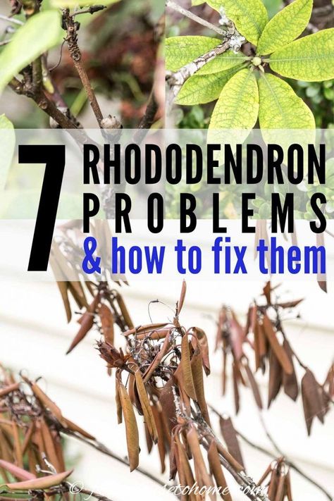 Rhododendron Problems, Rhododendron Care, Concrete Diy Garden, Hillside Gardening, Rhododendron Plant, Shade Loving Shrubs, Tiny Gardens, Plants Under Trees, Yard Plants