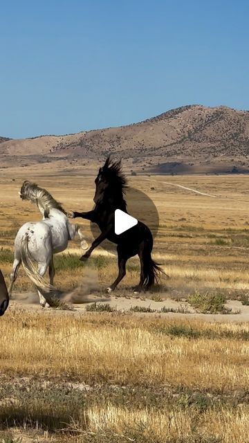 Kay M. Kotzian on Instagram: "He’s looking for trouble!

I’m partial to grays and this gorgeous gray stallion is one tough horse. He’s always looking for trouble, mainly just pushing his weight around. These two stallions are from the North herd of Onaqui.

How do you like the beautiful mare and her foal that photobombed my video. They’re both beauties and I thought they actually added interest to the video.....so did she apparently! lol" Male Horse, Wild Horses, Stuff To Do, Horses, Instagram