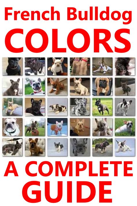 This complete guide to French Bulldog colors is packed with plenty of beautiful pictures of these gorgeous little dogs. French Bulldog Colors Chart, French Bulldog Breeding, French Bulldog Names Boys, French Bulldog Names Girl, Breeding French Bulldogs, Fluffy French Bulldog, French Bulldog Colors, Toy French Bulldog, French Bulldog Prices