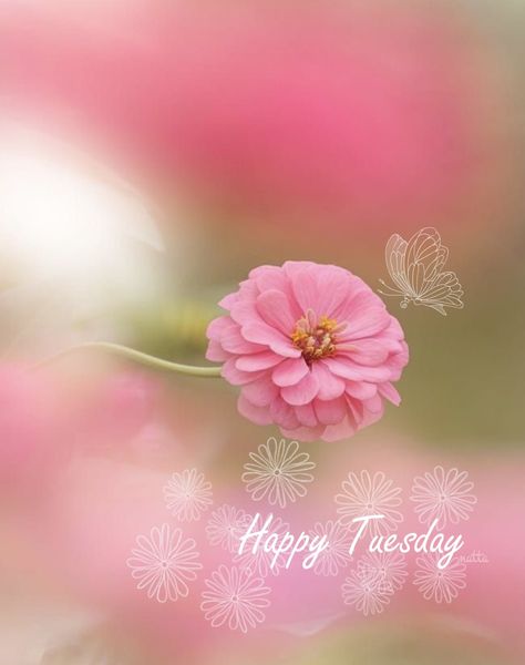 Tuesday Greetings, Morning Tuesday, Hello Tuesday, G Morning, Good Morning Tuesday, Just Saying Hi, Day Wishes, Happy Tuesday, Morning Quotes