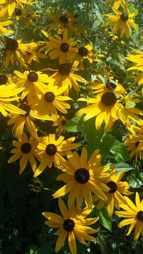 Brown eyed Susan Brown Eyed Susan, Flower Photos, Native Plants, My Flower, East Coast, Nativity, Plants, Flowers