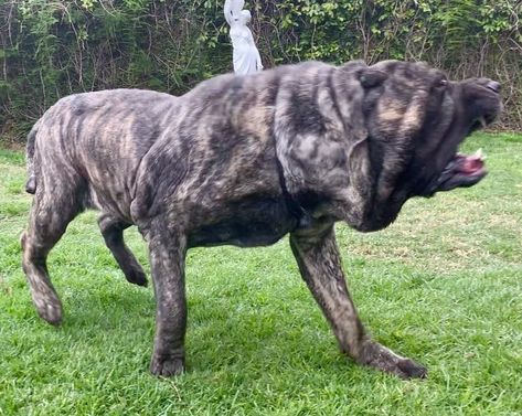 Dark Mountain Molossus American Molossus, Neo Mastiff, Neapolitan Mastiffs, Dark Mountains, Guard Dog, Guard Dogs, Dogs, Animals, Quick Saves