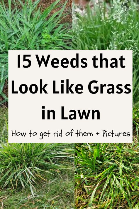 weeds that look like grass in lawn Lawn Weeds Identification, How To Kill Grass For Garden Bed, Grass Growing Tips Lawn, Grass That Doesnt Need Mowing, Types Of Weeds In Lawn, How To Plant Grass Seed Lawn, Identifying Weeds, Grass Seed Mat, Common Lawn Weeds