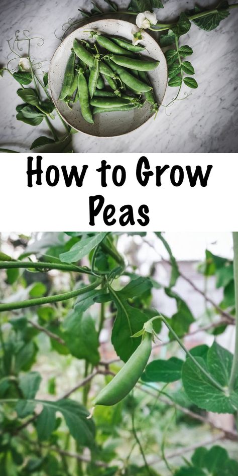 How to Grow Peas ~ The complete guide to all things snow, snap and garden peas! Learn how to grow peas, plus how to harvest peas, store fresh peas, ways to eat fresh peas, and, save pea seeds! Peas Growing, How To Grow Peas, Grow Peas, Small Farming, Growing Sweet Peas, Growing Peas, Bucket Gardening, Easy Vegetables To Grow, Organic Vegetable Garden