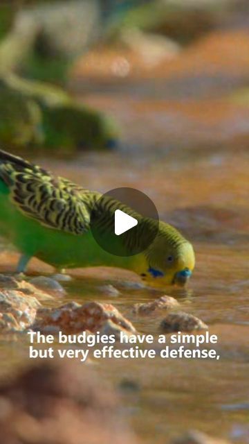 Curious Species on Instagram: "The Budgerigar and their strength in numbers The Budgerigar, often affectionately known as the budgie, is a small and colourful parrot native to Australia. Renowned for its vibrant plumage and playful demeanour, the budgerigar has become one of the most popular pet birds worldwide. In the wild, these social birds form flocks that traverse the Australian bush, showcasing their exceptional flying abilities. Budgies are known for their intelligence and can be trained to mimic human speech and perform tricks. Their distinct chirps and melodic tones contribute to their charm, making them cherished companions. Beyond their popularity as pets, budgerigars play a vital ecological role in their native habitat by aiding in pollination and seed dispersal. The budgeriga Bird Tricks, Wild Budgies, Prey Predator, Parrot Habitat, Colourful Parrot, Budgerigar Bird, Budgies Parrot, Parrot Training, Australian Parrots