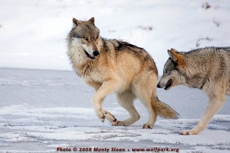 Wolf Poses Reference Photo, Wolf Dynamic Pose, Dynamic Wolf Poses, Dynamic Dog Poses, Wolf Jumping Reference, Wolves Reference, Jumping Wolf, Wolf Reference, Wolf Sitting