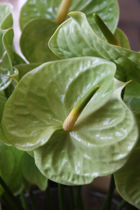 Anthurium Green Green Anthurium, Anthurium Flower, Tropical Flower Plants, Cymbidium Orchids, Ponds Backyard, Colorful Plants, Botanical Beauty, Exotic Plants, Exotic Flowers