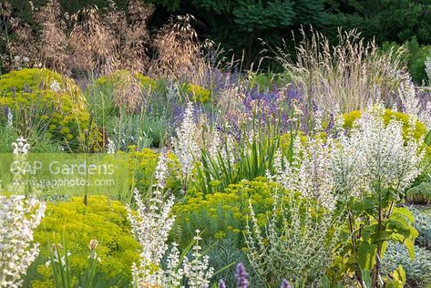 Border with Euphorbia seguieriana subsp. niciciana, Lavandula, Salvia sclarea 'Vatican White' Planting Companions, Indoor Planter Ideas, Garden Combinations, Wild Landscape, Salvia Sclarea, Desert Southwest, Flower Bulbs, Black Garden, Green Stuff