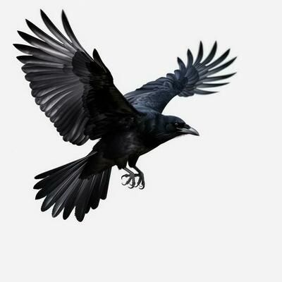 Crow Flying Reference, Crow Reference Photo, Crow Attacking, Crows Photography, Crow Anatomy, Crow Reference, Ravens Flying, Flying Crows, Crow Photo