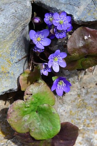 Galanthus Nivalis, Anemone Hepatica, Hepatica Nobilis, Plant Display Ideas, Alpine Flowers, Alpine Garden, Rock Flowers, Small Backyard Gardens, Peonies Garden