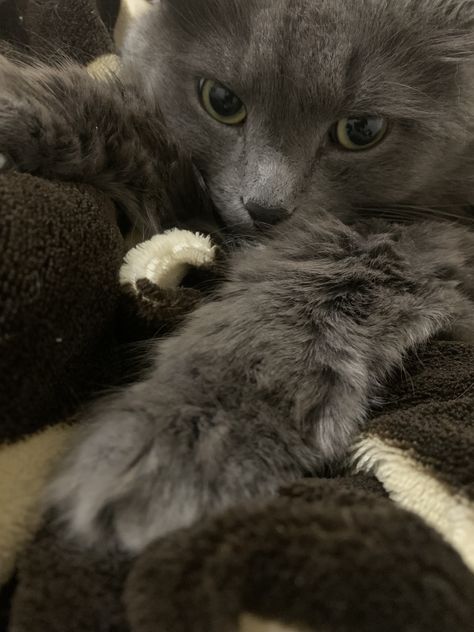 Gray Cat Aesthetic, Grey Cat Aesthetic, Persian Cat Grey, Dark Grey Cat, Nebelung Cat, I Miss My Cat, Gray Cats, Cat Grey, Nebelung