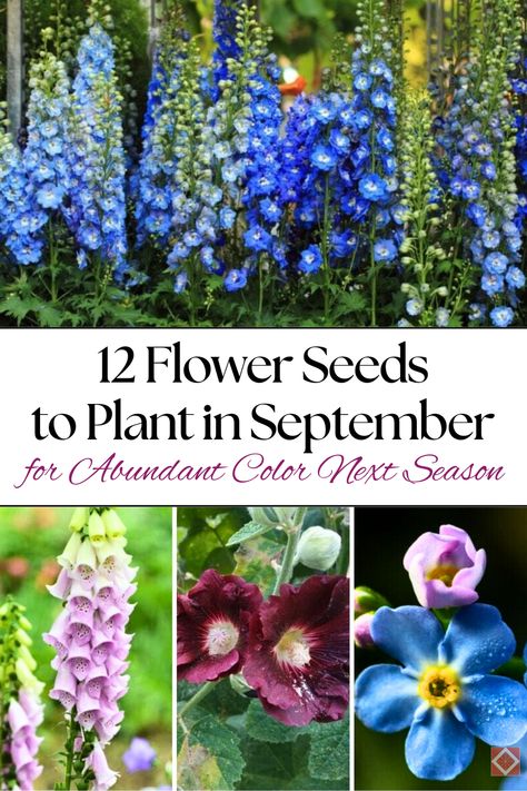 🌸 Looking to fill your garden with color next season? These 12 flower seeds are perfect for planting in September to ensure beautiful, abundant blooms come spring and summer. From poppies to coneflowers, these flowers will brighten your garden and bring it to life! #Gardening #FlowerSeeds #GardenInspiration Flower Seeds To Plant In Fall, Flowers To Plant In September, Anenome Flower, Poppy Plant, Growing Poppies, Planting Poppies, Flowers To Plant, Thriving Garden, Indoor Plant Care