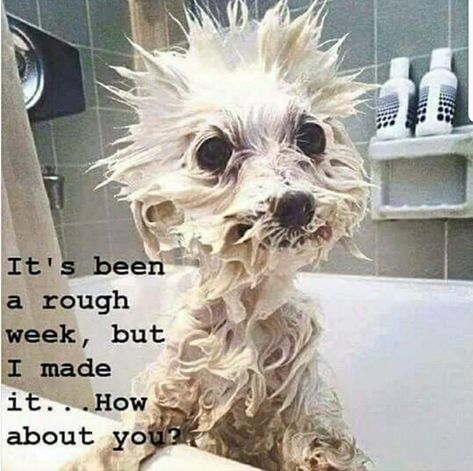 Rough Week Quotes Funny, After Exams Funny, Rough Week Quotes, Funniest Quotes Ever, Saturday Humor, Funniest Quotes, Rough Week, Exams Funny, Week Quotes