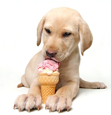 Labrador Eating Ice Cream Dog Eating Ice Cream, Puppy Eating, Cat Brain, Dog Ice Cream, Fudge Brownie, Eating Ice, Puppy Dog Eyes, Eating Ice Cream, Happy Puppy