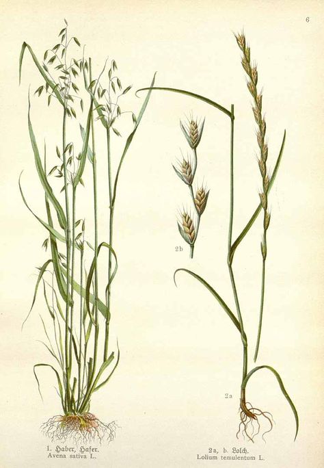 #oats #wildoats 124781 Avena sativa L. / Losch, F., Kräuterbuch, unsere Heilpflanzen in Wort und Bild, Zweite Auflage, t. 6, fig. 1 (1905) Milky Oats, Illustration Botanique, Botanical Illustration Vintage, Vintage Botanical Prints, Plant Drawing, Scientific Illustration, Plants And Flowers, Botanical Drawings, Old Book