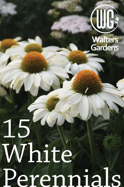 If you are looking to fill your garden with white plants, here is a list of 15 perennials to help get you started. White Coneflower Landscape, White Flowers For Garden, All White Flower Garden, White Planting Schemes, White Flowers Front Yard, White Perennials Full Sun, White Perrenials Full Sun, White Plants Landscaping, All White Landscaping