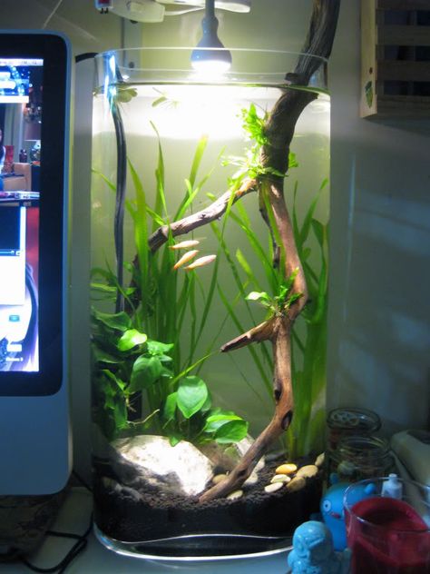 White Cloud Mountain Minnows need a minimum of a 20 gallon long aquarium with well-filtered, well-oxygenated water, which this doesn't even come close to providing. Cylinder Aquarium Ideas, Planted Vase Aquarium, Cylinder Aquarium, 20 Gallon Long Aquarium, Tall Aquarium, Long Aquarium, Vase Aquarium, 5 Gallon Aquarium, Vase Fish Tank