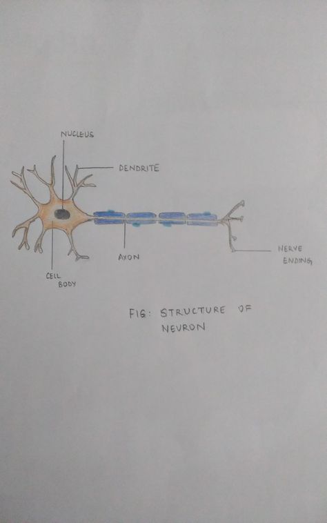 #science #drawing #diagram #neuron #deekshajagadeesh #class10 #notes #projects Class10 Notes, Structure Of Neuron, Neuron Diagram, Science Drawing, Class 10, Study Tips, Science, Quick Saves