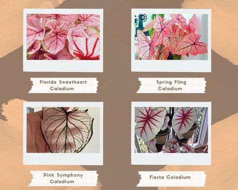 Graphic with four types of caladiums, labeled. Top left: Florida Sweetheart Caladium Top right: Spring Fling Caladium Bottom left: Pink Symphony Caladium Bottom right: Fiesta Caladium Florida Sweetheart Caladium, Caladium Pink Symphony, Pink Symphony Caladium, Symphony Caladium, Pink Caladium, Plant Aesthetic, Spring Fling, Botany, Garden Plants