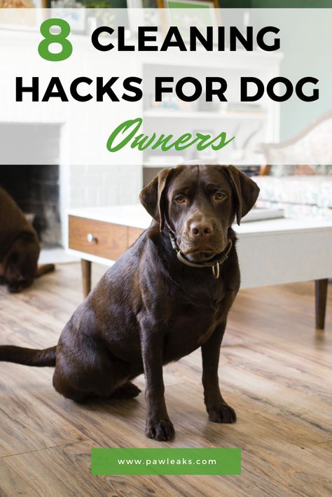 Puppy Gear, Stuffing Ideas, Best Cleaning Hacks, Kong Stuffing, Kong Recipes, Keep Your House Clean, West Paw, Chocolate Labs, Living With Dogs