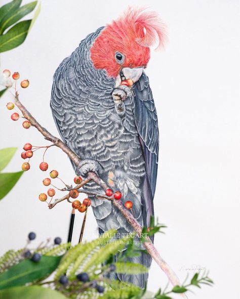 Cockatoo Art, Australian Coat Of Arms, Gang Gang, Australian Flora, Colouring Pics, Australian Birds, Bird Wall Art, Australian Art, Botanical Drawings