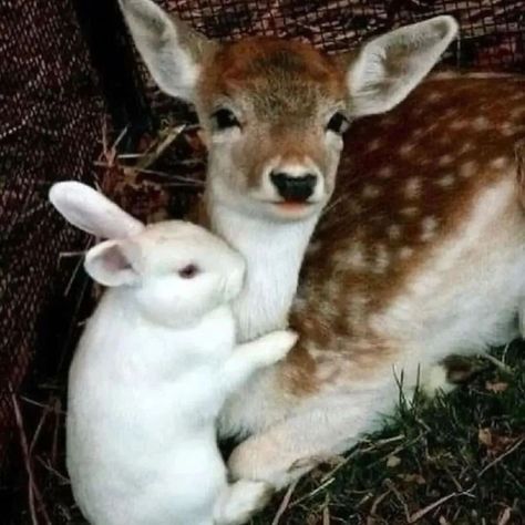 Animal Hugs, Animal Friendships, Regnul Animal, Odd Couples, Animals Friendship, Baby Deer, Animal Pics, Cute Animal Pictures, Animal Friends