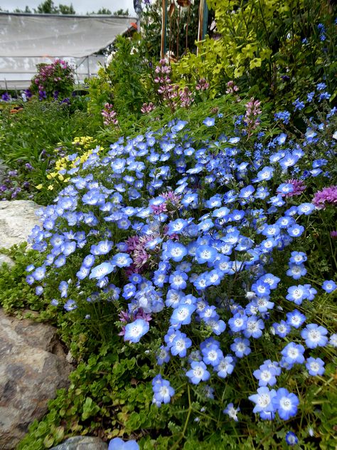 https://flic.kr/p/2iomihg | Nemophila menziesii & Allium uniflora Nemophila Menziesii, Flower Magic, Plant Wishlist, Landscape Designs, St Pierre, Gardening Advice, Romantic Garden, Flower Basket, Dream Garden