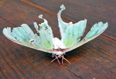 Luna Moth Photography, Spongy Moth, Bugs With Wings, Moth Anatomy, Moth Photography, Bug Pinning, Moth Flying, Secret Of The Wings, White Moth