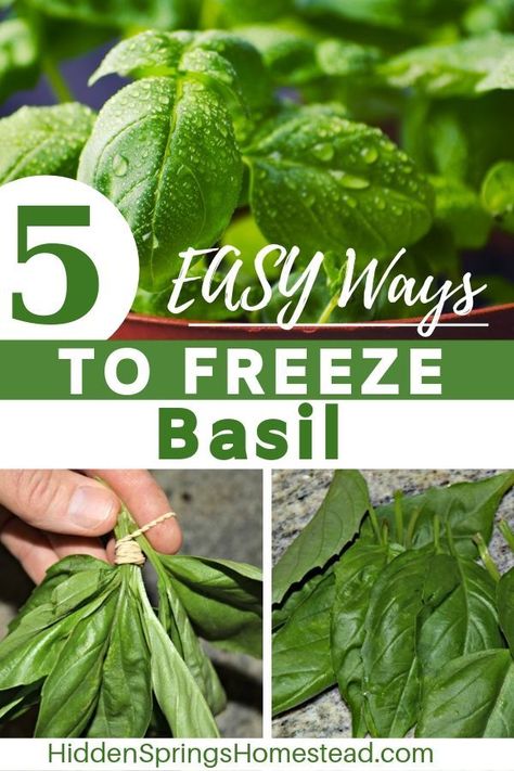 Freezing Herbs In Olive Oil, How To Save Fresh Basil, Basil Freezer Recipes, How To Freeze Basil Leaves Ice Cubes, How To Save Basil Leaves, Save Basil Leaves, Can You Freeze Fresh Basil, Freezing Basil In Olive Oil, Freezing Fresh Herbs Ice Cube Trays