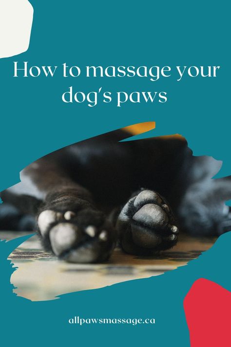 Most dogs love a nice neck or back massage, but the paws are often a neglected part of their body. It’s mostly because many dogs don’t enjoy having their paws touched. However, the health of the paws is crucial to proper movement and comfort. There can’t be proper and well balanced movement if there is pain and discomfort anywhere in the paw area (nails, paw pads, digits). Dogs Paws, Back Massage, Paw Pads, Dogs Love, Dog Paws, Dog Love, Massage, Health, Nails