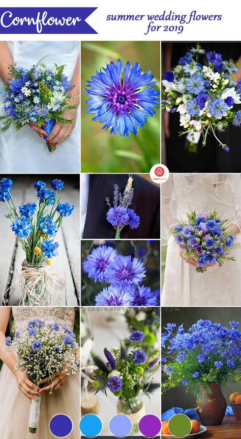 Summer Flower Centerpieces Wedding, Cornflower Wedding Decorations, Cornflower Blue Wedding Decorations, Summer Beach Wedding Bouquets, Cornflower Blue Wedding Flowers, Cornflower Wedding Bouquet, Cornflower Bouquet, Cornflower Wedding, Cornflower Blue Wedding