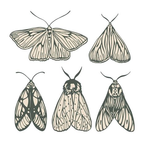 Moths Black And White, Vintage Black And White Illustration, Moth Ink Drawing, Moth Illustration Black And White, Moth Template Free Printable, How To Draw A Moth, Moth Wings Drawing, Moth Cartoon, Black Moth Tattoo