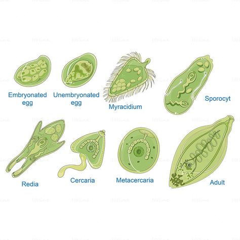 Levels Of Organization Biology, Liver Flukes, Vet Anatomy, Liver Fluke, Biology Jokes, Clinical Chemistry, Study Biology, White Matter, Science Illustration