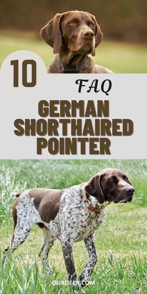 The German Shorthaired Pointer, a dog bred specifically as a hunting companion and working dog, is good natured, friendly, and eager to please. #breedoverview #GermanShorthairedPointer #GermanShorthairedPointerbreed #germanshepherddog #GermanShorthaired #ShorthairedPointer Gsp Puppies Training, German Pointer Puppy, Gsp Puppy, Bird Dog Training, German Shorthaired Pointer Puppies, Dogs Hunting, German Shorthaired Pointer Training, German Shorthair Pointer, Dog Biting Training