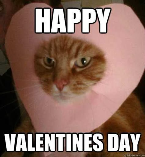 Funny Valentine Memes, Valentine Memes, Happy Valentines Day Funny, Hate Valentines Day, Valentines Memes, Happy Memes, Valentines Day Cat, Valentines Day Memes, Valentines For Singles