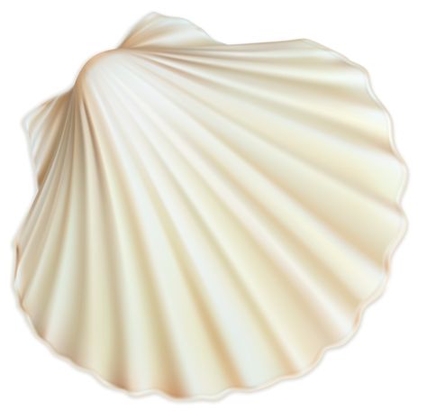 Beach Widgets, Shell Png, Free Png Downloads, Png Aesthetic, Mermaid Aesthetic, White Sea, White Aesthetic, Clipart Images, Sea Shell