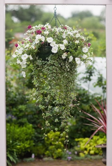 Delicate flowers over cascading foliage give bridal veil (Gibasis geniculata) its name. Also known as Tahitian bridal veil, it is hardy in U.S. Department of Agriculture plant... Bridal Veil Plant Care, Bridal Veil Plant, Hanging Plants Outdoor, Hanging Plants Diy, Flower Veil, Hanging Flower Baskets, Hanging Plants Indoor, Indoor Plant Care, Bridal Hairstyles