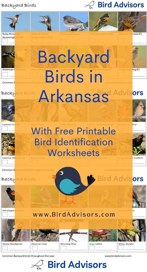 Backyard Birds in Arkansas with Free Bird Identification and Tally Worksheets Tally Worksheets, Backyard Birds Watching, Birding Journal, Free Id, American Crow, Bird Identification, Downy Woodpecker, What Is A Bird, Common Birds