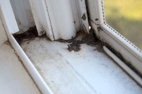 How to Easily Clean Window Tracks Cleaning Window Seals, How To Clean Old Windows, Best Way To Clean Window Sills, How To Clean Aluminum Window Frames, Best Way To Clean Window Tracks, Window Sill Cleaning Hack, How To Clean Window Sills, How To Clean Window Tracks, Clean Window Sills