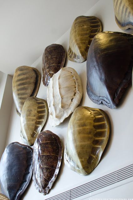 Tortoise Shells.  Visit Renaissance's two stores in Vermont or at www.vermontjewel.com, e-bay or Ruby Lane. Driven By Decor, Shell Decorations, Shell Collection, Cabinet Of Curiosities, Shell Decor, Turtle Shell, Antique Boxes, Taxidermy, Diy Wall Decor