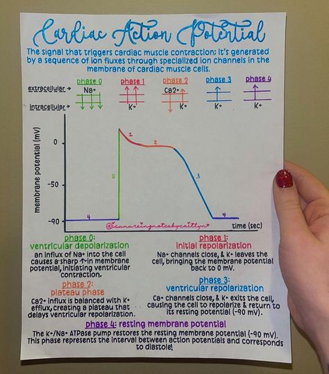 Caitlyn Nichols | BSN, RN, CCRN-CMC | Can’t talk about how antiarrhythmics work without talking about the physiology of cardiac action potentials! 🫀🤓⚡️ Lol I feel like this is o… | Instagram Cardiac Muscle Cell, Action Potential, Nurse Things, Cardiac Nursing, Muscle Contraction, Med Tech, The Cell, Paramedic, Talk About