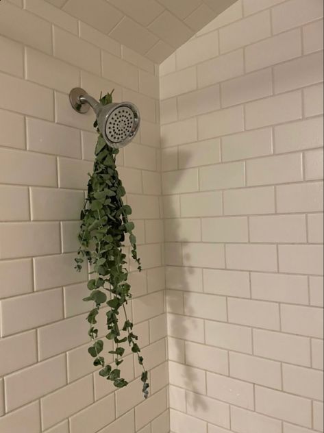 Shower Aesthetic Decor, Standing Shower Decor, Eucalyptus Plant In Shower Bathroom, House Plants Aesthetic Minimalist, Shower Eucalyptus Aesthetic, Bathroom Plant Aesthetic, Eucalyptus Plant Aesthetic, Eucaliptus Decoration Bathroom, Aesthetic Bathroom With Plants