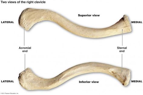 Diagram Of The Clavicle Clavicle Bone Anatomy, Clavicle Anatomy, Clavicle Bone, Bone Anatomy, Bone Drawing, Medical Artwork, Arm Bones, Body Bones, Basic Anatomy And Physiology