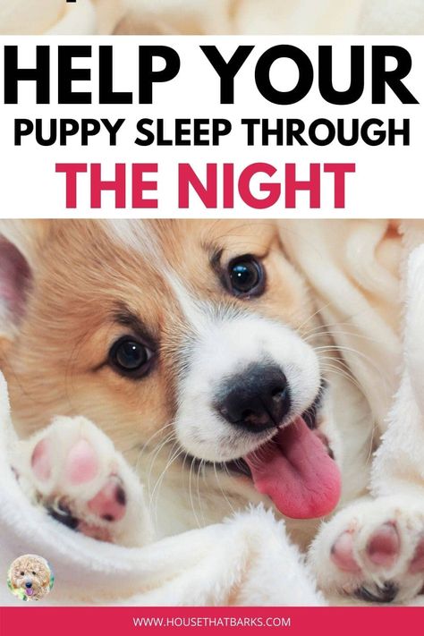 Puppy Schedule, Tired Puppy, Puppy Sleeping, Puppy Tips, Puppy Checklist, Puppy Stages, Dog Grooming Shop, Puppies Tips, Puppy Snuggles