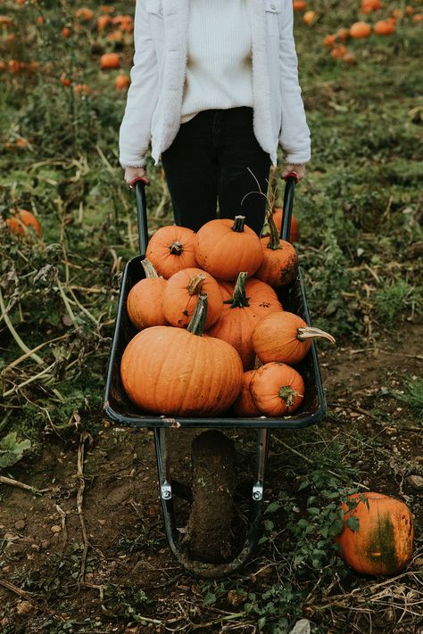 Halloween pumpkins in a wheelbarrow dark autumn mood | free image by rawpixel.com / Felix Dark Autumn, About Nature, Halloween Images, Halloween Trick Or Treat, Halloween Hacks, Creative Home, Nature Photos, Pumpkin Patch, Pumpkin Carving