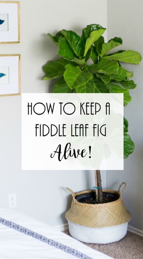 How To Keep A Fiddle Leaf Fig Alive • Project Allen Designs Fig Leaf Tree, Fiddle Leaf Fig Care, Fiddle Fig Tree, Fiddle Leaf Tree, Fig Plant, Inside Garden, Fiddle Fig, Fiddle Leaf Fig Tree, Indoor Plant Care